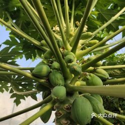 上海藏財蔬果專業合作社火龍果采摘園