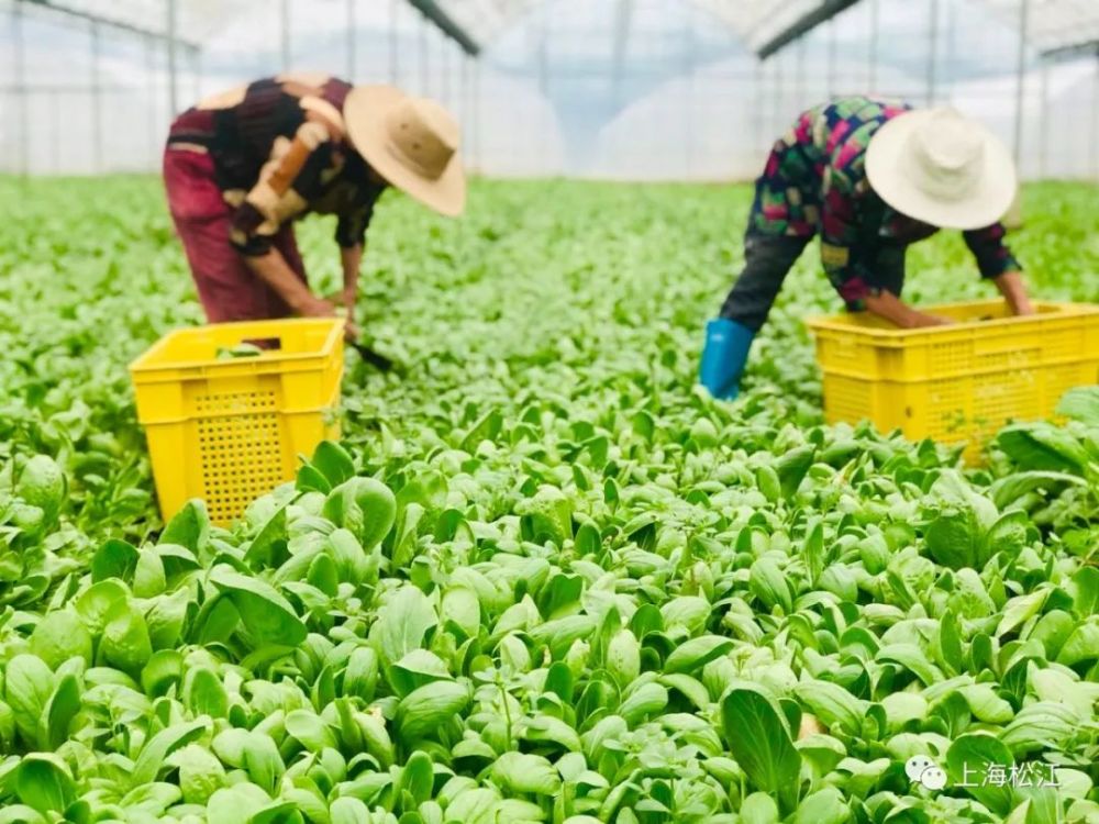 滬上菜籃子基地、松江首家鄉村民宿&hellip;浦南這個村未來可期!