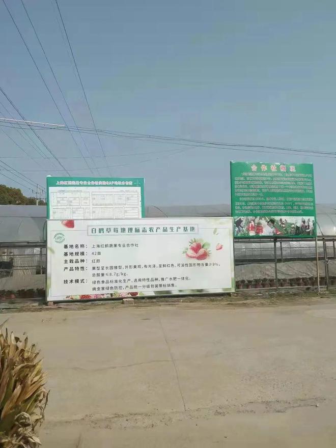 小小草莓提檔升級 助力農業高質量發展:&ldquo;白鶴草莓&rdquo;地理標志農產品保護工程建設記