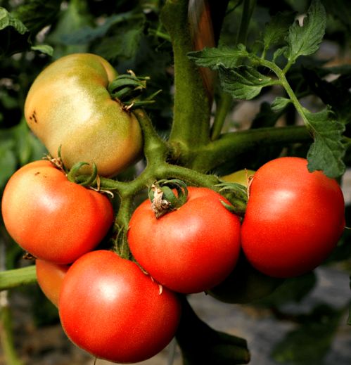 供不應求 金山早春番茄搶 鮮 上市