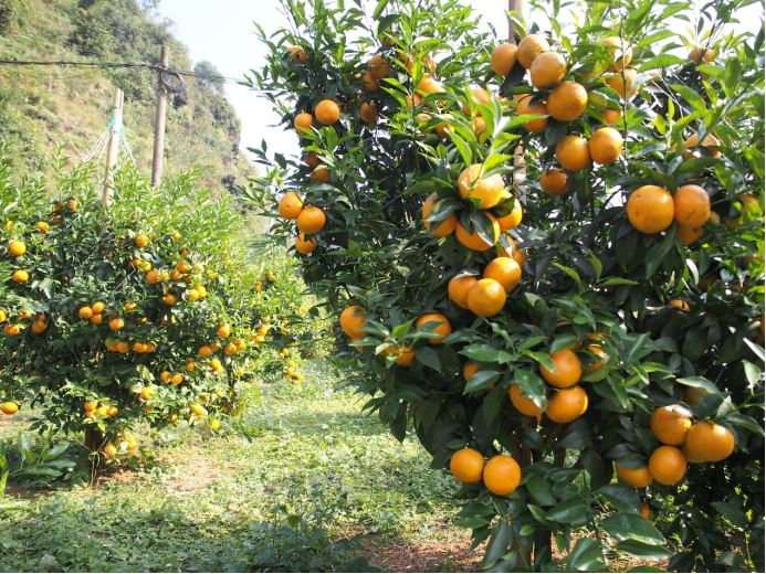 深圳以先行示范標準打造消費幫扶&ldquo;全國樣板&rdquo;