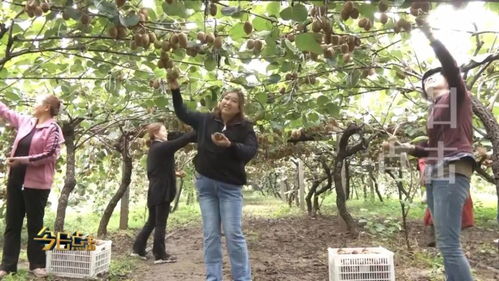 陜西水果界 大小王 的升級迭代之路