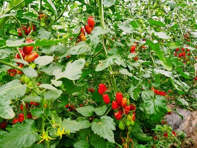 快來(lái)&ldquo;軋鬧猛&rdquo;!松江區(qū)第三屆番茄采摘節(jié)開幕