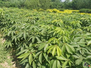 七葉樹 茶條槭精品推薦 公司相冊(cè) 沭陽(yáng)縣華新花木種植專業(yè)合作社