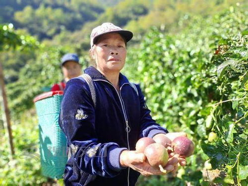 她把百香果變成致富引路果 村民 聞香而來(lái)