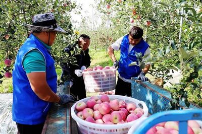 宣威:滬滇協(xié)作迎豐收 致富蘋果香又甜