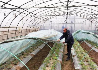 新一輪寒潮來(lái)襲,蔬果合作社全力保障蔬菜穩(wěn)產(chǎn)穩(wěn)供