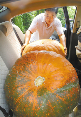 美國(guó)巨型南瓜落戶宜興_江蘇國(guó)際在線