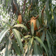 寶雞市陳倉(cāng)區(qū)華潤(rùn)果蔬專業(yè)合作社