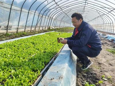 白鶴蔬果專業合作社 日均采收240噸蔬菜，穩產穩價保障市場供應