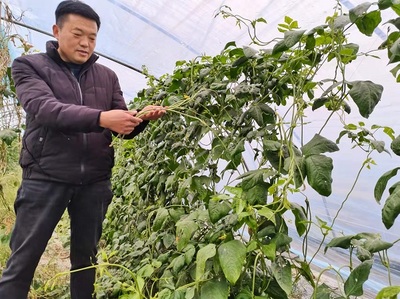 蒙城縣立倉鎮 蔬果專業合作社引領農戶走上致富路