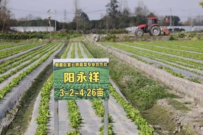 成都郫都區 為鄉村振興植入現代智慧農機裝備“硬核”