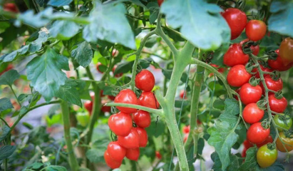 品黃潭米粉，拾竟陵文化 魅力黃潭蔬果專業合作社打卡之旅