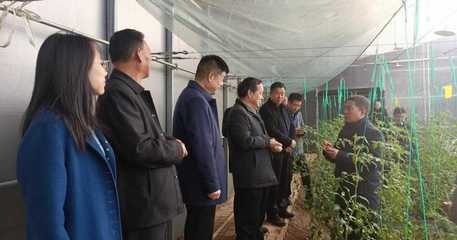 省農業農村廳深入我區調研農產品質量安全監管，關注蔬果專業合作社發展