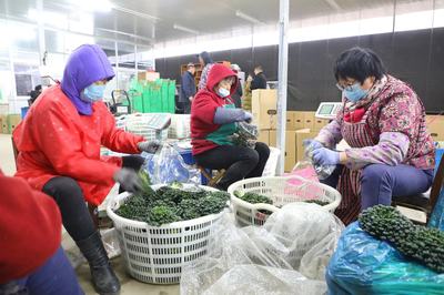 為“最美逆行者”打CALL！浦東農業女帶頭人齊聚蔬果專業合作社