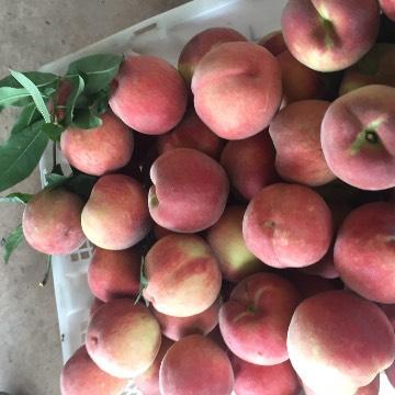 桃子、李子熟了——樂山蔬果零售市場的豐收盛景