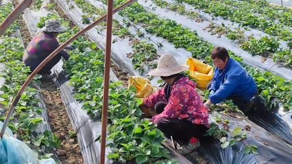 安徽定遠 引來金融“活水” 澆灌萬畝良田 蔬果專業合作社