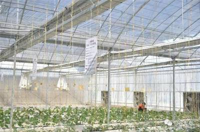 稻田飄出酸味？句容推廣‘戴莊經驗’助推蔬果專業合作社發展