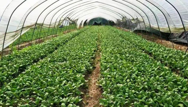 重磅！崇明12家蔬果專業合作社獲評2018年國家農民合作社示范社