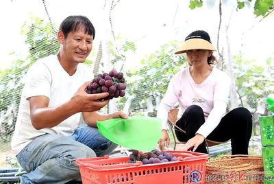 祁東 縣域經濟搭上電商“快車”，蔬果專業合作社助力鄉村振興