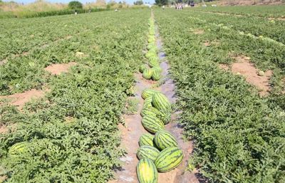 一三〇團六連 西瓜開園幸福來，蔬果專業合作社引領致富路