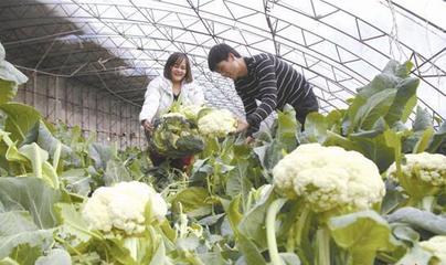 蔬果專業合作社 助力農民在家門口就業，盤活唐山城郊經濟