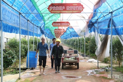 小產業助力鄉村大發展——記蔬果專業合作社在贛鄱鄉村的振興之路