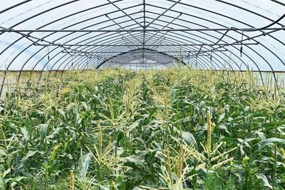 比西瓜還甜的玉米提前上市！蔬果專業合作社迎來豐收季