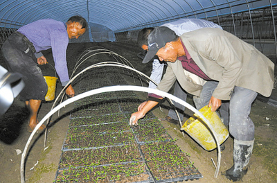 奉化 大水過后搶種忙，蔬果專業合作社全力恢復生產