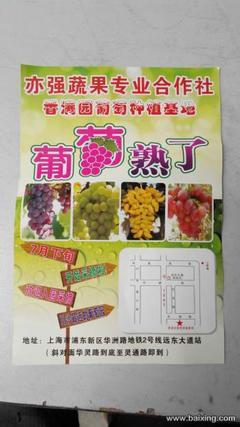 川沙葡萄采摘季盛大開啟，品味上海浦東新區的田園樂趣