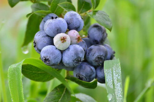 浪漫夢幻的城堡，沉醉甜蜜的果香——乳山網紅打卡地蔬果專業合作社