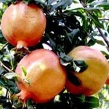 上海晶羽蔬果專業合作社 助力現代農業發展的典范