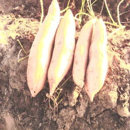 清苑縣宏潤果蔬專業合作社 打造優質蔬果，助力鄉村振興