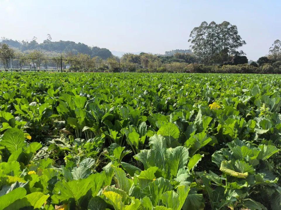 百萬(wàn)斤遲菜心熱銷中，優(yōu)質(zhì)蔬菜等您來(lái)購(gòu)！