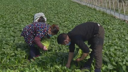 新增千畝種植基地、電話直送小區(qū)——上海金山蔬果供應(yīng)出新招