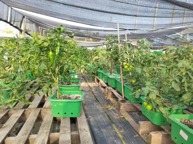 豐益菜肥施一施，田間碩果掛滿枝——蔬果專業(yè)合作社的綠色實(shí)踐與豐產(chǎn)秘訣