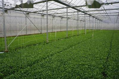 成功創(chuàng)建上海市蔬菜標(biāo)準(zhǔn)園！這兩家合作社的菜，你嘗過嗎？