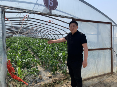 產(chǎn)學(xué)研一體賦能，蔬果專業(yè)合作社譜寫鄉(xiāng)村振興新篇章