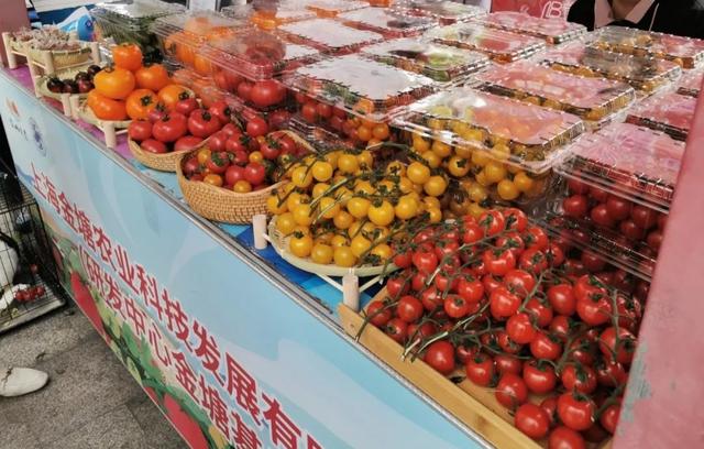 金山首屆番茄節(jié)開幕，蔬果專業(yè)合作社邀您共享豐收盛宴