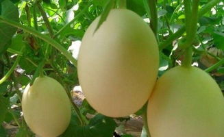 果蔬觀光采摘,河北伊麗莎白甜瓜,唐山生態(tài)采摘園,唐山素食餐廳,紅肉雪梨采摘,價(jià)格,批發(fā) 供應(yīng) 廠家 唐山市路北區(qū)亞棟果蔬農(nóng)民專業(yè)合作社 一大把