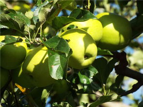 鹽源縣新農(nóng)通果蔬種植專業(yè)合作社用優(yōu)質(zhì)產(chǎn)品鑄口碑