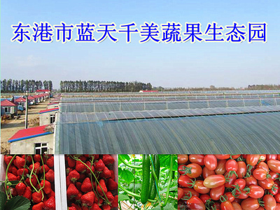 蔬果專業(yè)合作社 新農(nóng)村商網(wǎng)中的商戶庫(kù)新力量