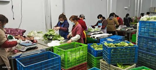 青浦合作社連夜送“愛心蔬果” 助力抗疫一線顯溫情