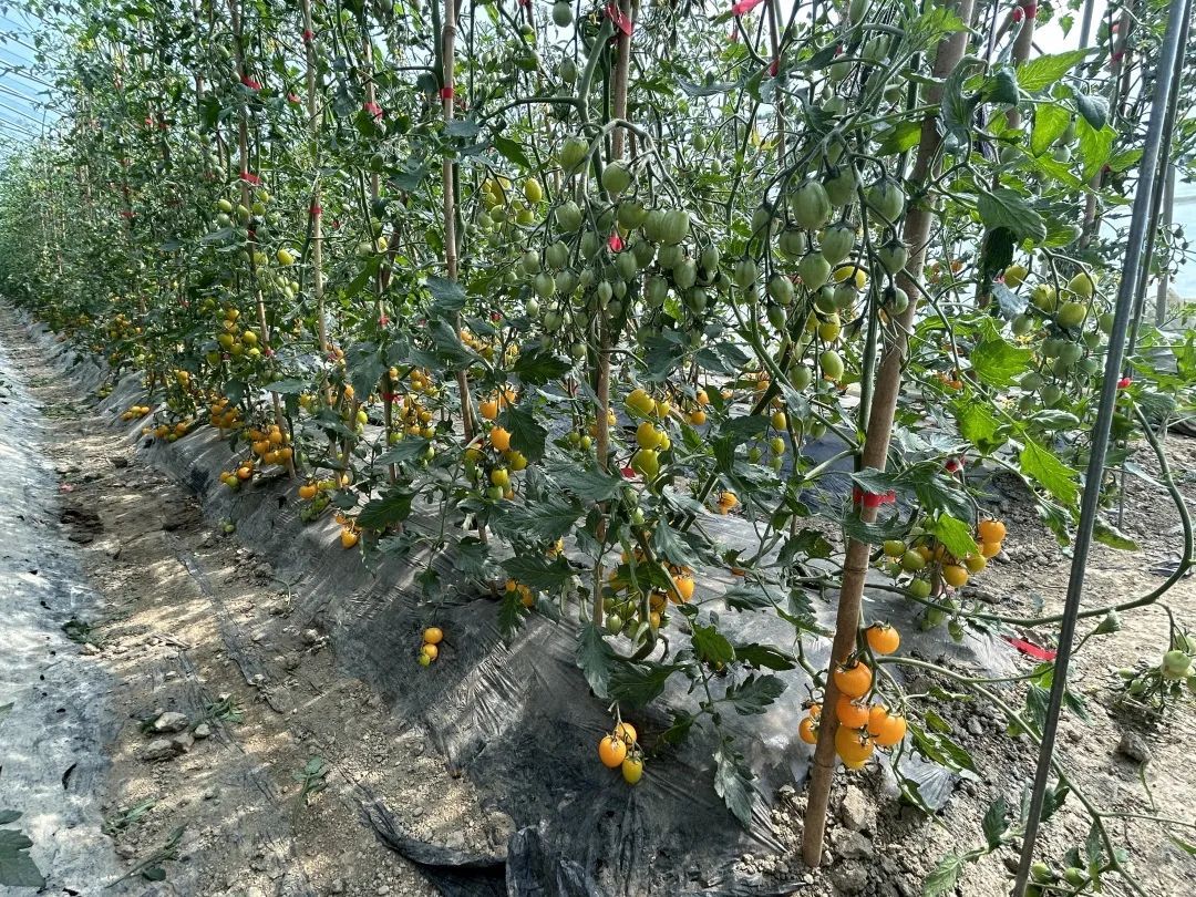七彩小番茄俏麗上市，蔬果專業(yè)合作社迎來春日采摘熱潮