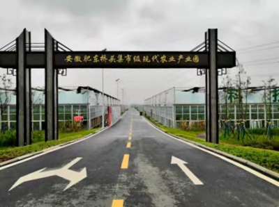 黨建引領(lǐng)山鄉(xiāng)蝶變 肥東縣蔬果專業(yè)合作社的振興之路