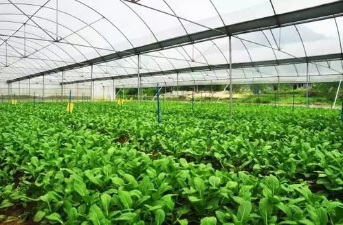 一畝地如何種出兩畝效益？鄂州這家果蔬專業(yè)合作社立體栽培瓜果飄香