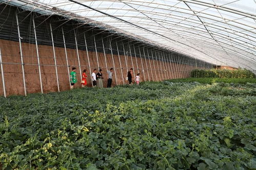 圖話孝義 健康營養(yǎng)有機(jī)果蔬喜獲豐收，蔬果專業(yè)合作社譜寫致富新篇