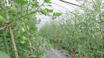 當(dāng)季采摘嘗鮮時(shí)！小番茄、藍(lán)莓、枇杷、哈密瓜——蔬果專業(yè)合作社開啟甜蜜夏天