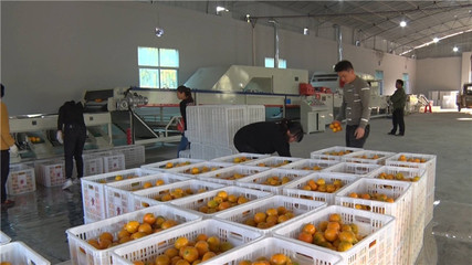 走基層丨天堂坪冰糖橙搶鮮上市 蔬果專業(yè)合作社助力鄉(xiāng)村振興