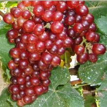 棲霞市文遠果蔬專業合作社 打造綠色產業鏈，助力鄉村振興